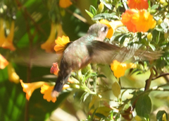 Anthocephala floriceps