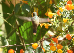 Anthocephala floriceps