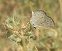 Pyankovia brachiata