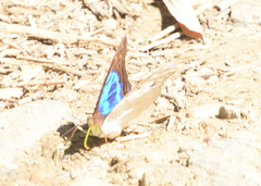 Doxocopa