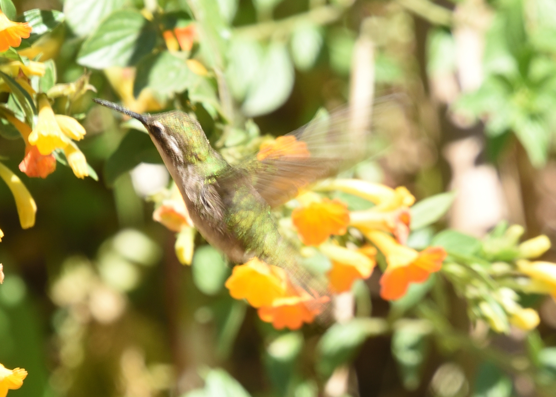 Coppery Emerald (Chlorostilbon russatus), photo 3