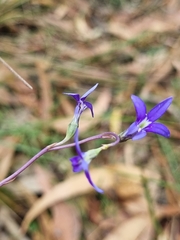Lobelia gibbosa