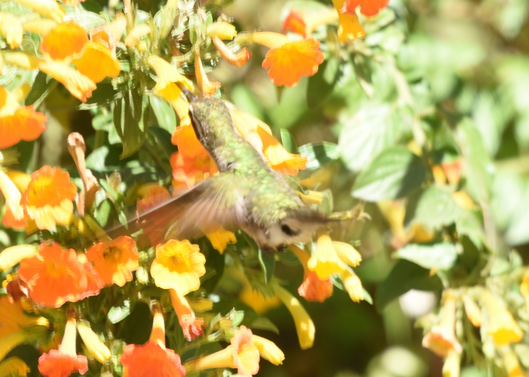 Coppery Emerald (Chlorostilbon russatus), photo 4