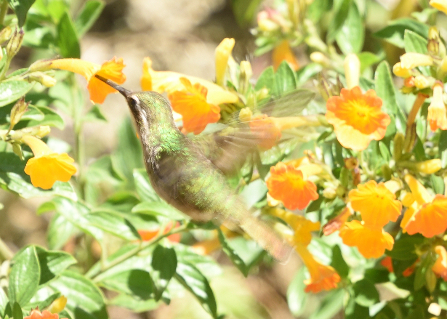Coppery Emerald (Chlorostilbon russatus), photo 9