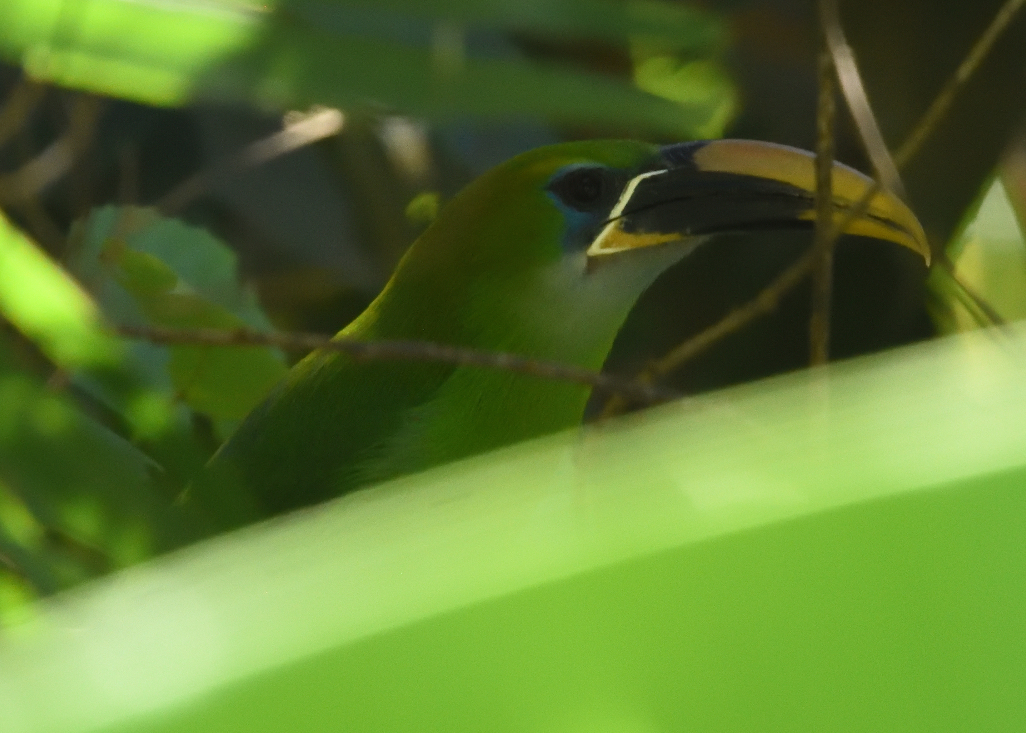Groove-billed Toucanet (Aulacorhynchus sulcatus), photo 9