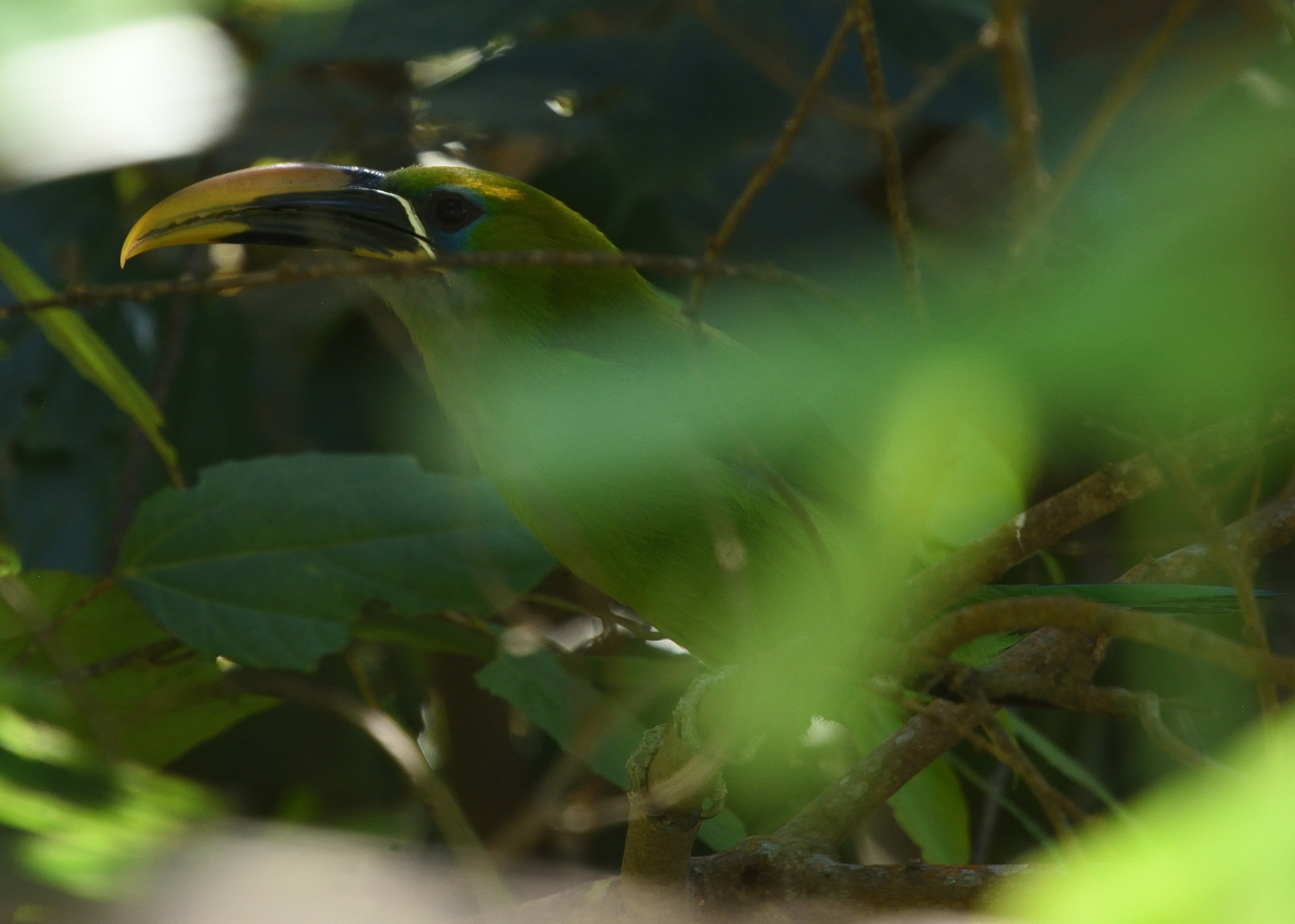 Groove-billed Toucanet (Aulacorhynchus sulcatus), photo 7