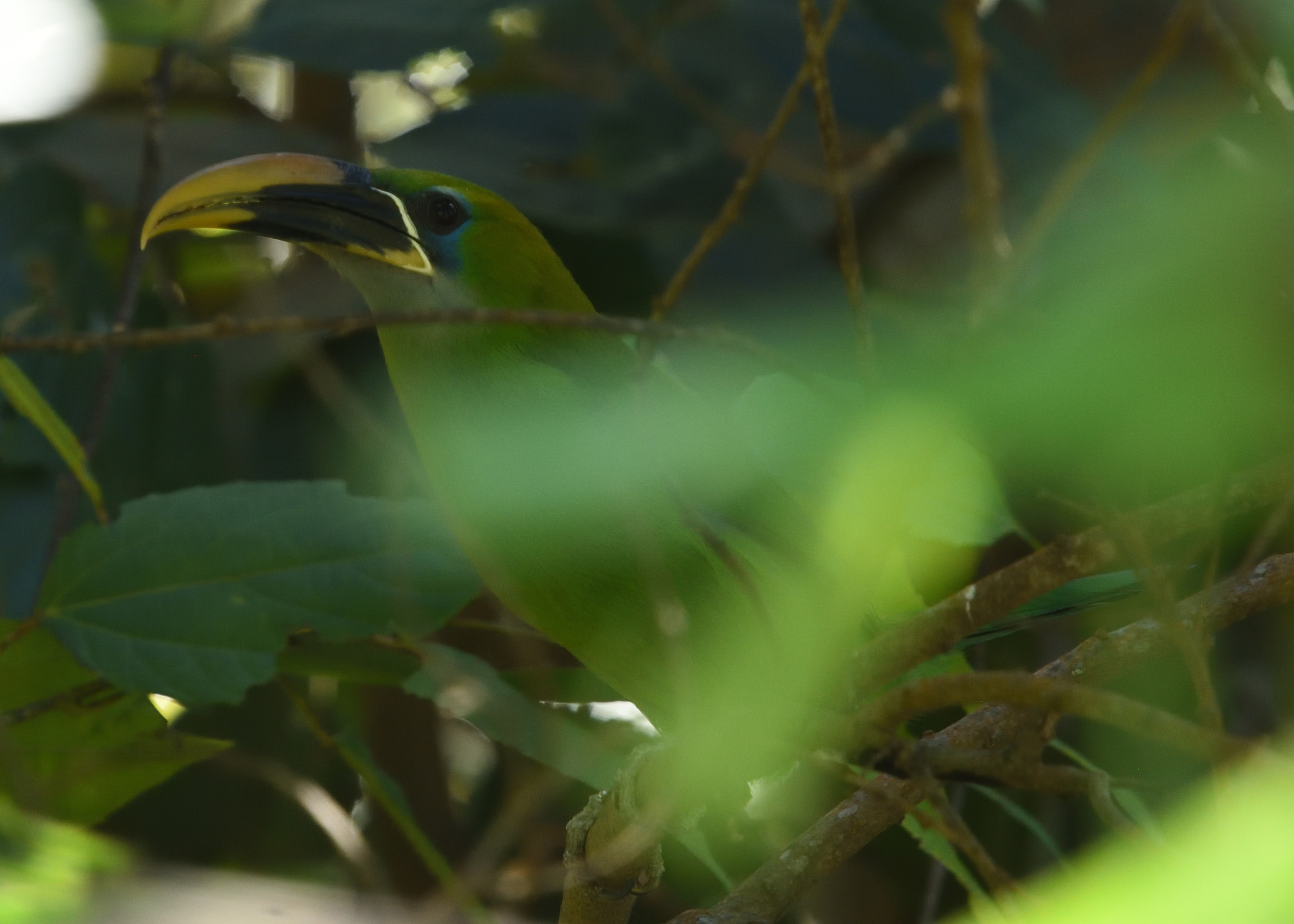 Groove-billed Toucanet (Aulacorhynchus sulcatus), photo 8