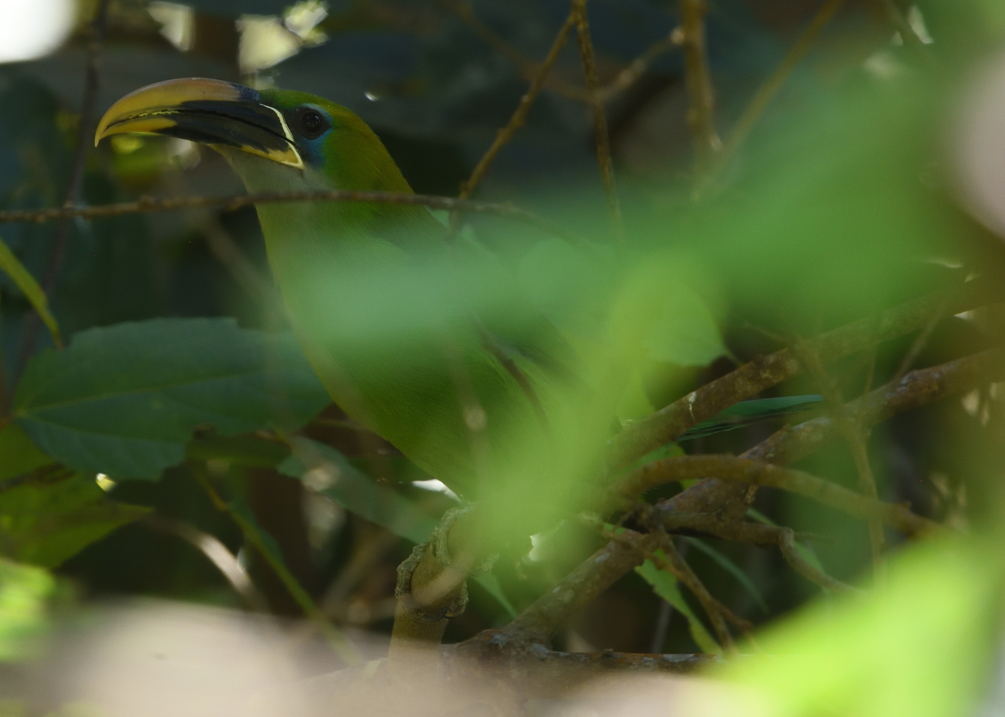 Groove-billed Toucanet (Aulacorhynchus sulcatus), photo 10