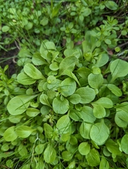 Valerianella