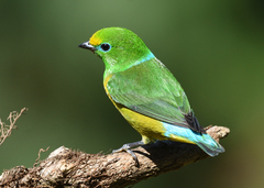 Chlorophonia cyanea