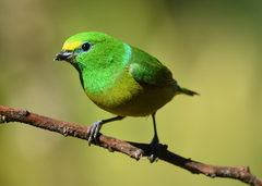 Chlorophonia cyanea