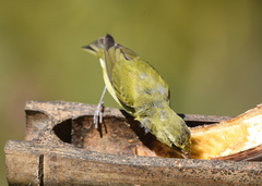 Leiothlypis peregrina