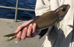 Caulolatilus princeps