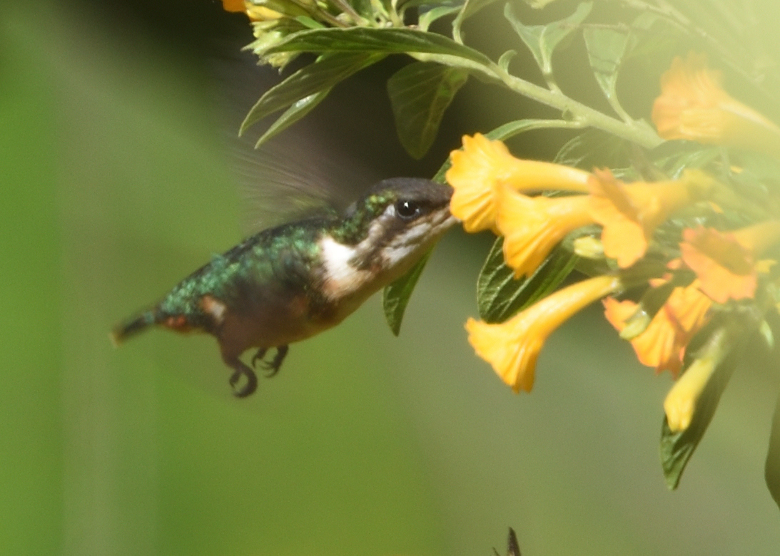 Santa Marta Woodstar (Chaetocercus astreans), photo 10