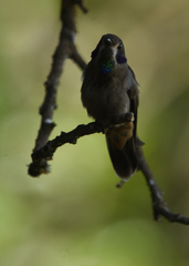 Colibri delphinae