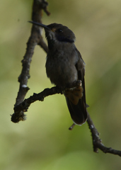 Colibri delphinae