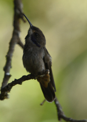Colibri delphinae