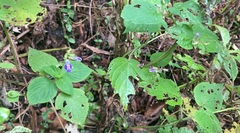 Salvia carnea
