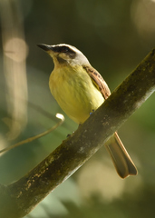 Myiodynastes hemichrysus
