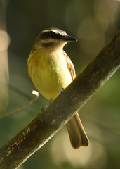 Myiodynastes hemichrysus
