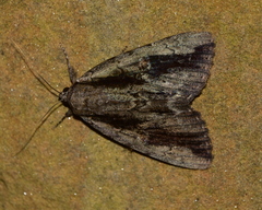 Catocala angusi