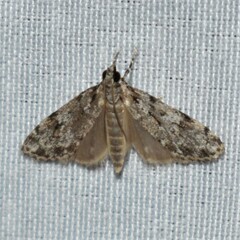 Scoparia basalis