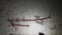 Micrurus diastema alienus