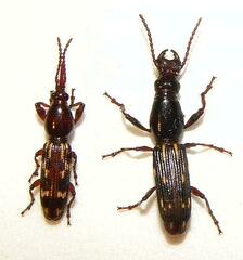 Arrhenodes minutus
