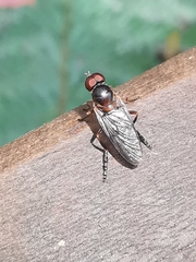Chiromyzinae