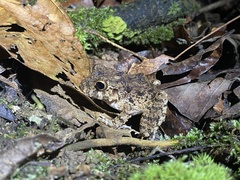 Oreobates quixensis