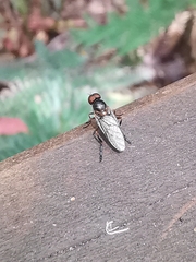 Chiromyzinae
