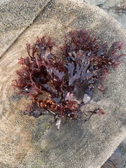Mazzaella japonica