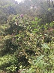 Cirsium subcoriaceum