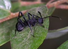 Polyrhachis armata