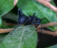Polyrhachis armata