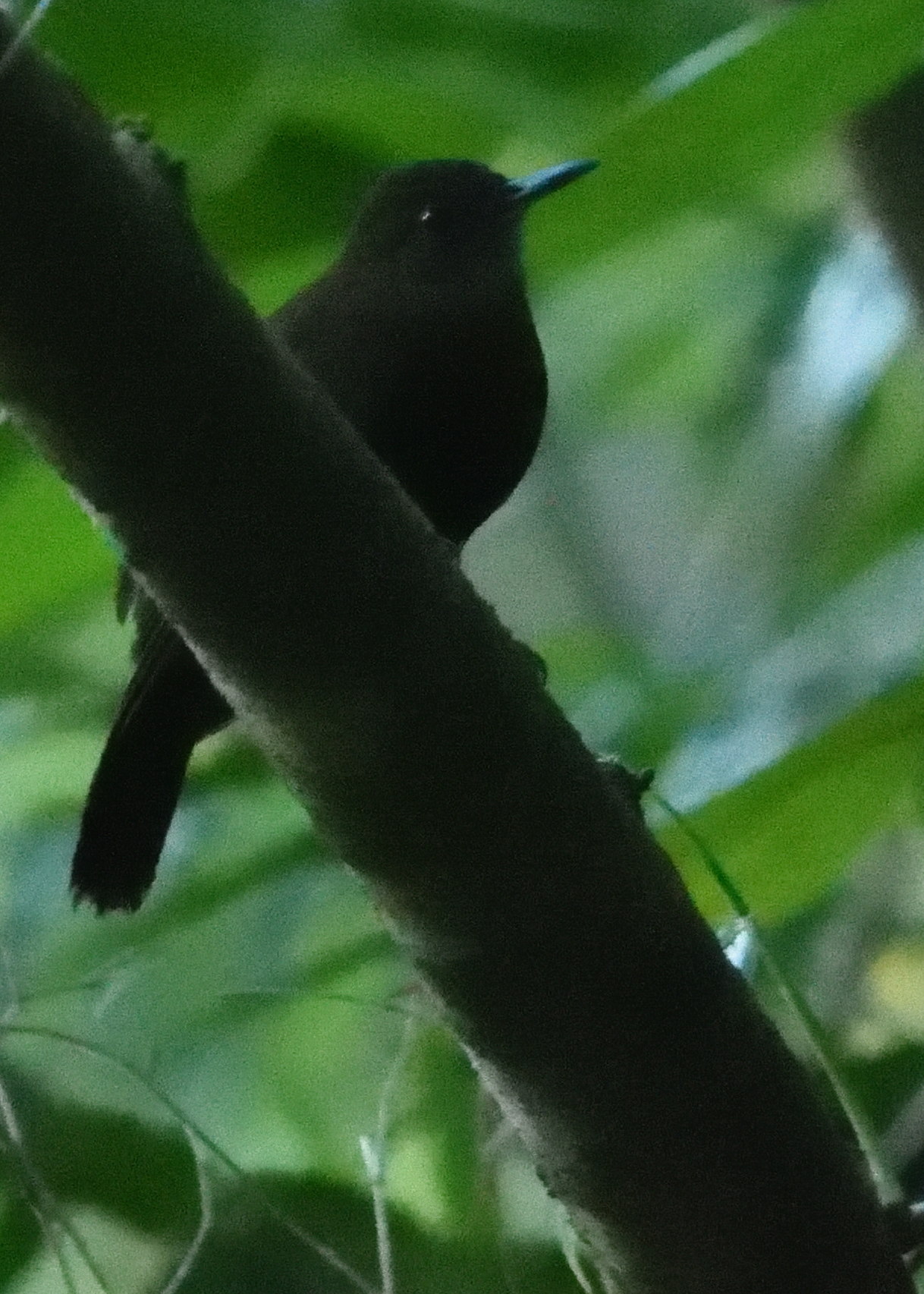 Grey-throated Leaftosser (Sclerurus albigularis), photo 9