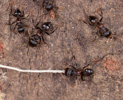 Crematogaster aurita