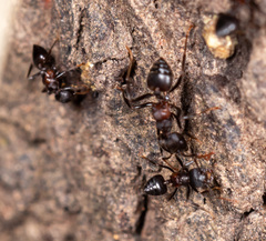 Crematogaster aurita
