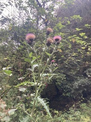 Cirsium subcoriaceum