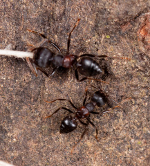 Crematogaster aurita