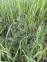 Vicia villosa