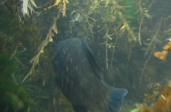 Odax pullus