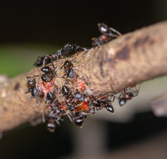 Crematogaster aurita