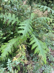 Cirsium subcoriaceum