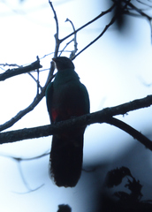 Pharomachrus fulgidus