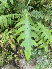 Cirsium subcoriaceum