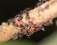 Crematogaster aurita