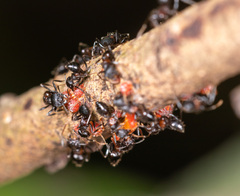 Crematogaster aurita