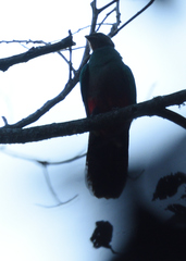 Pharomachrus fulgidus