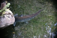 Pangasius sanitwongsei